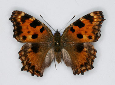 Nymphalis polychloros (Large Tortoiseshell) aberration cold shock (Internet Image property of respective owner, non-commercial use only)